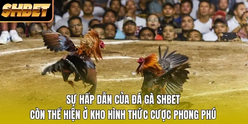 Sự hấp dẫn của đá gà SHBET còn thể hiện ở kho hình thức cược phong phú